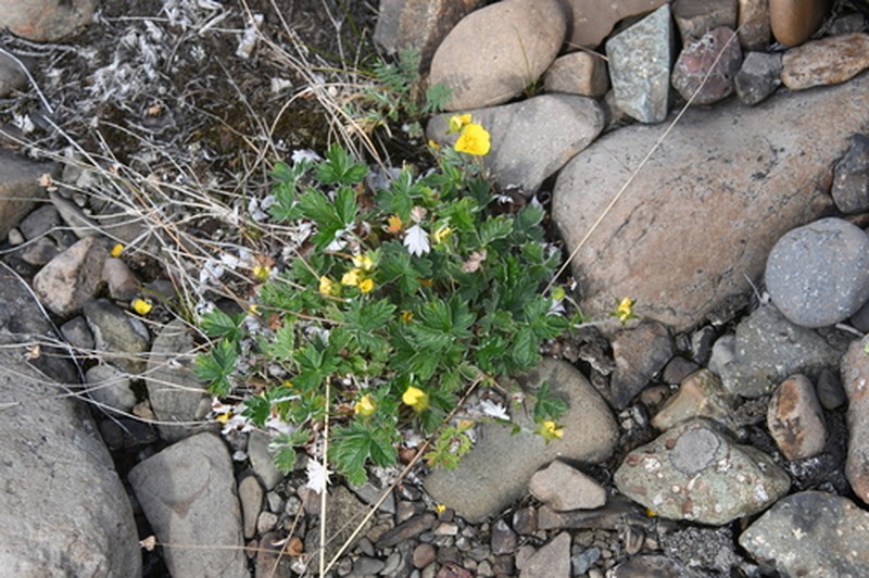 Potentilla × gorodkovii