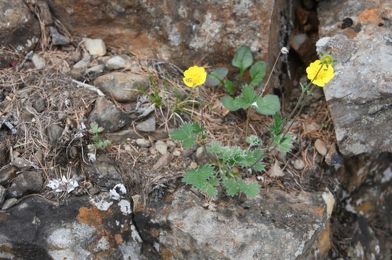 Potentilla × gorodkovii photo 2