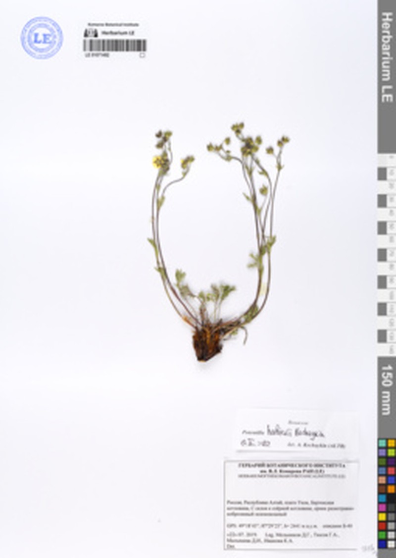 Potentilla × habievii