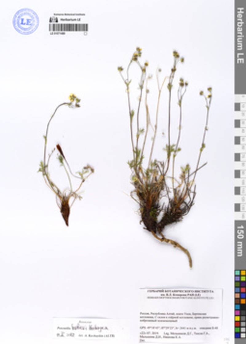 Potentilla × habievii photo 2