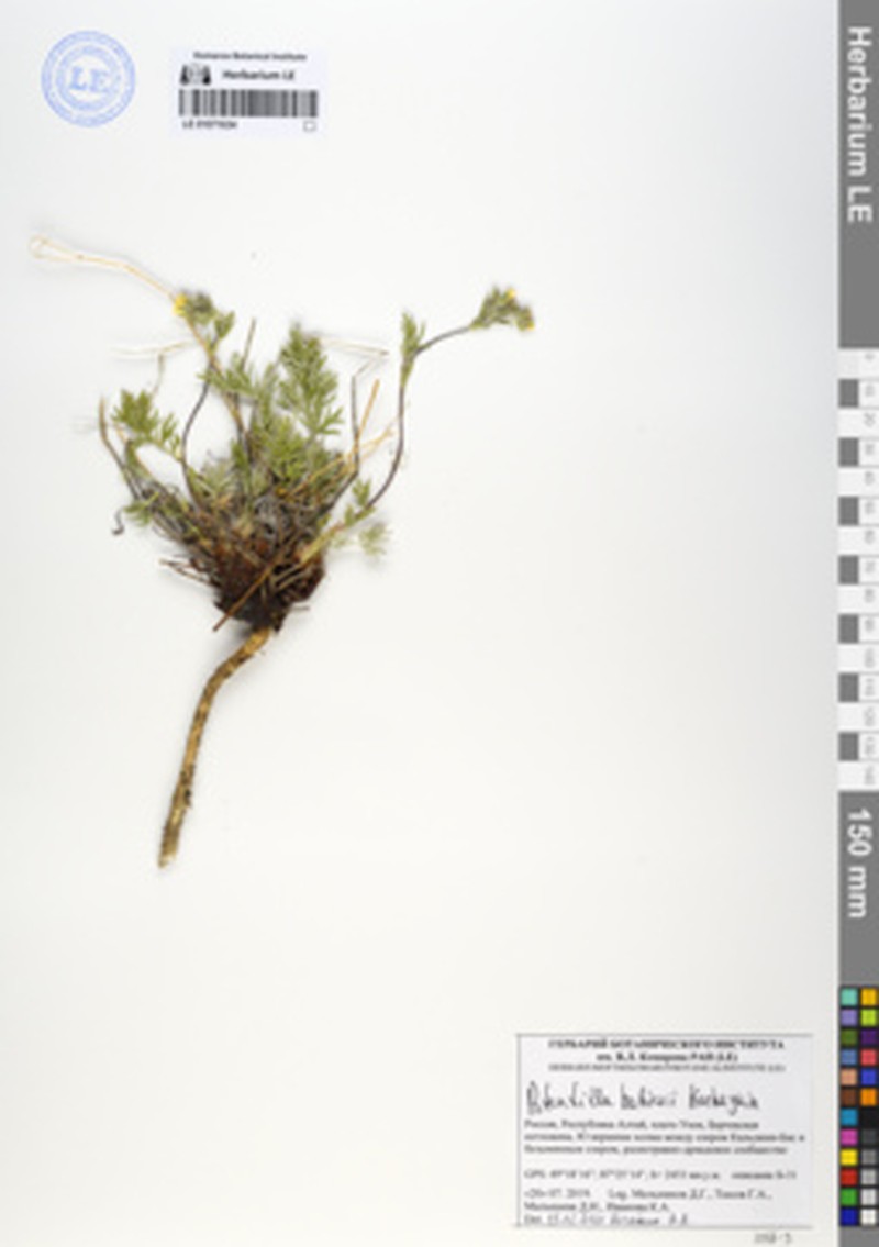 Potentilla × habievii photo 3