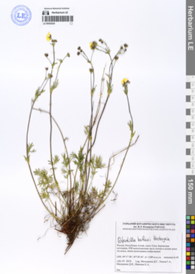 Potentilla × habievii photo 4