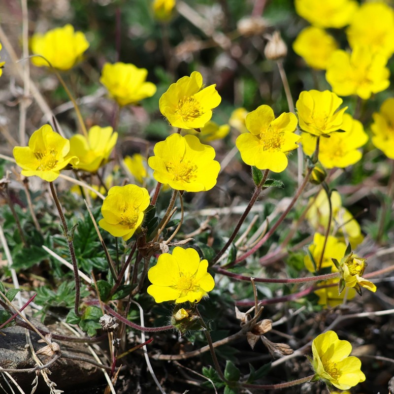 Potentilla × insularis