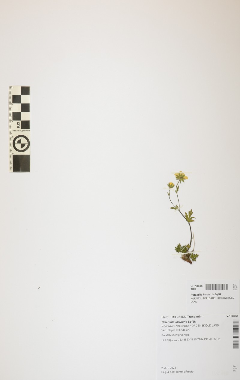 Potentilla × insularis photo 2