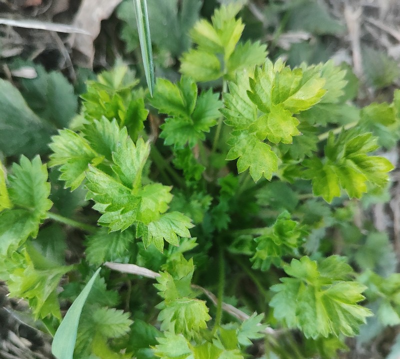 Downy Cinquefoil