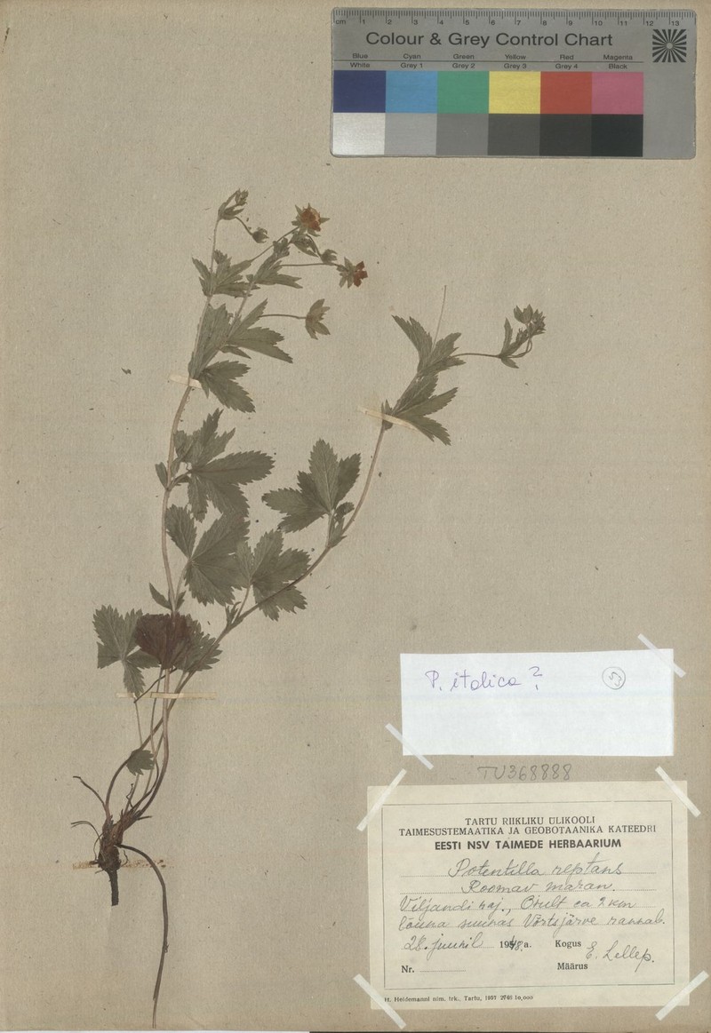 Potentilla × italica photo 2