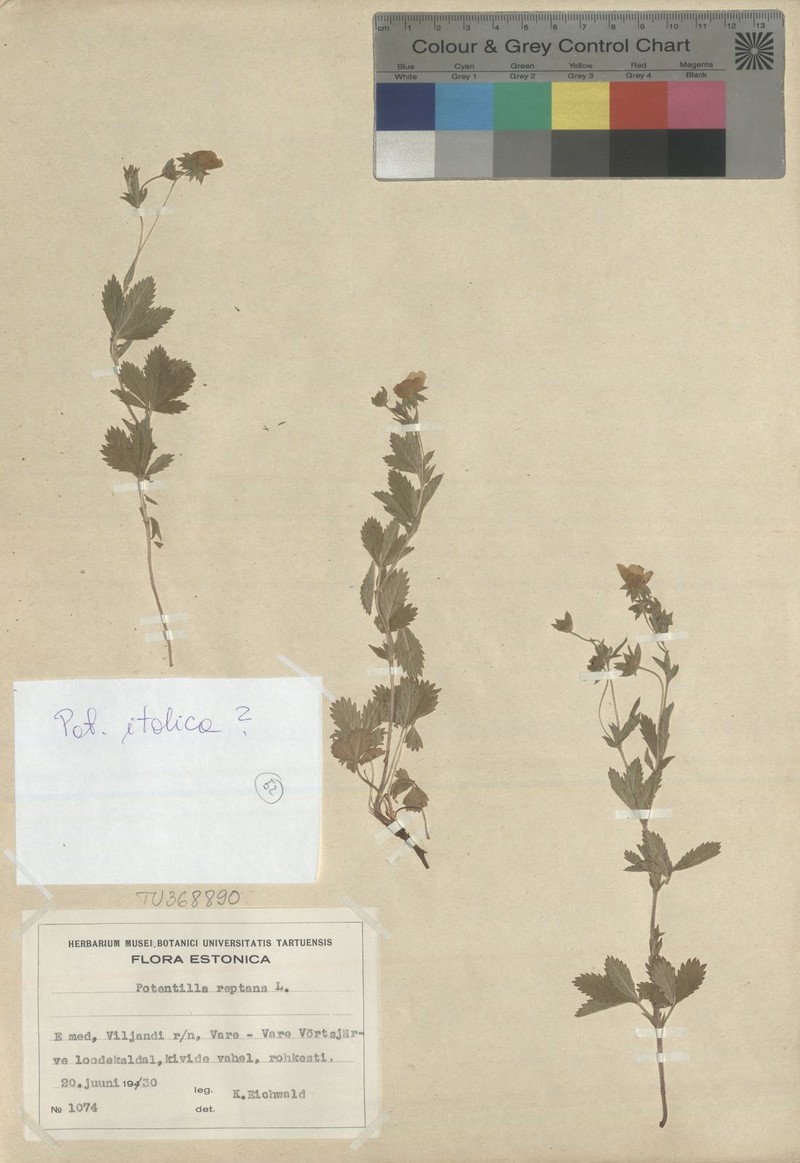 Potentilla × italica photo 3