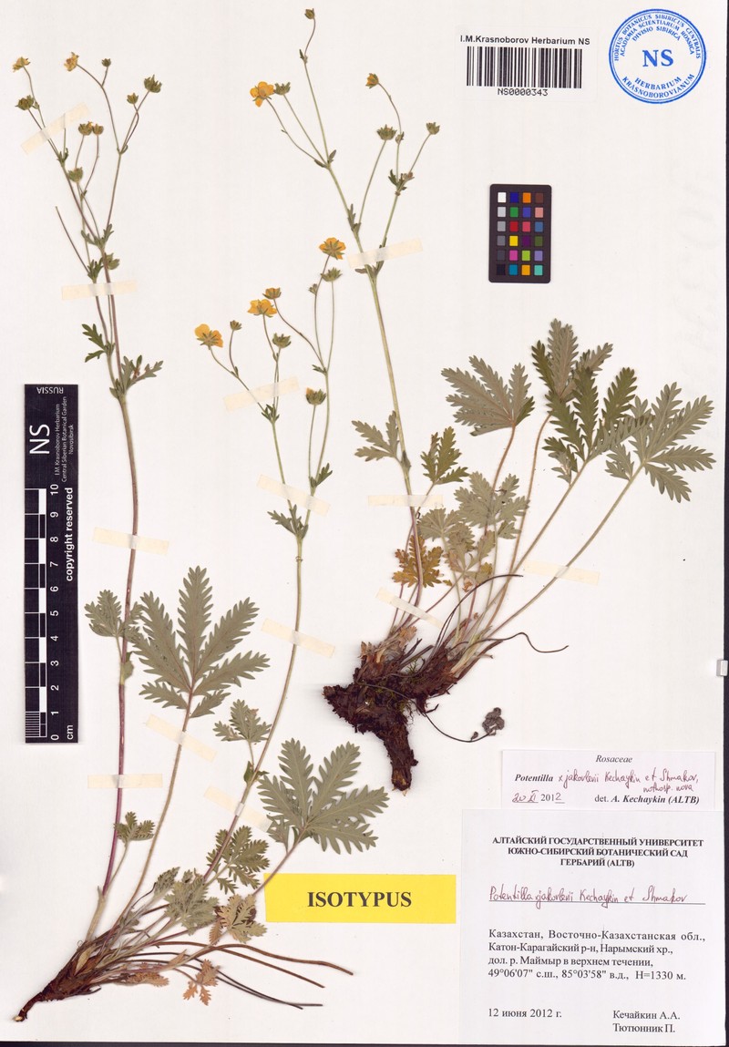 Potentilla × jakovlevii