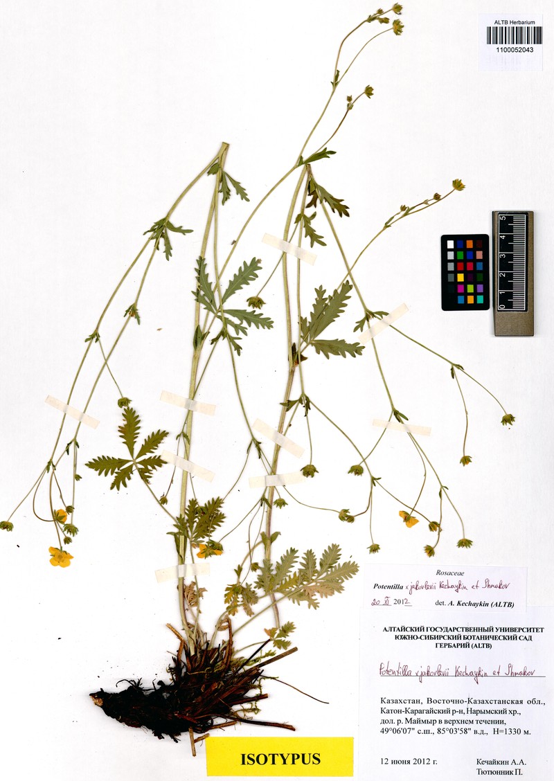 Potentilla × jakovlevii photo 2