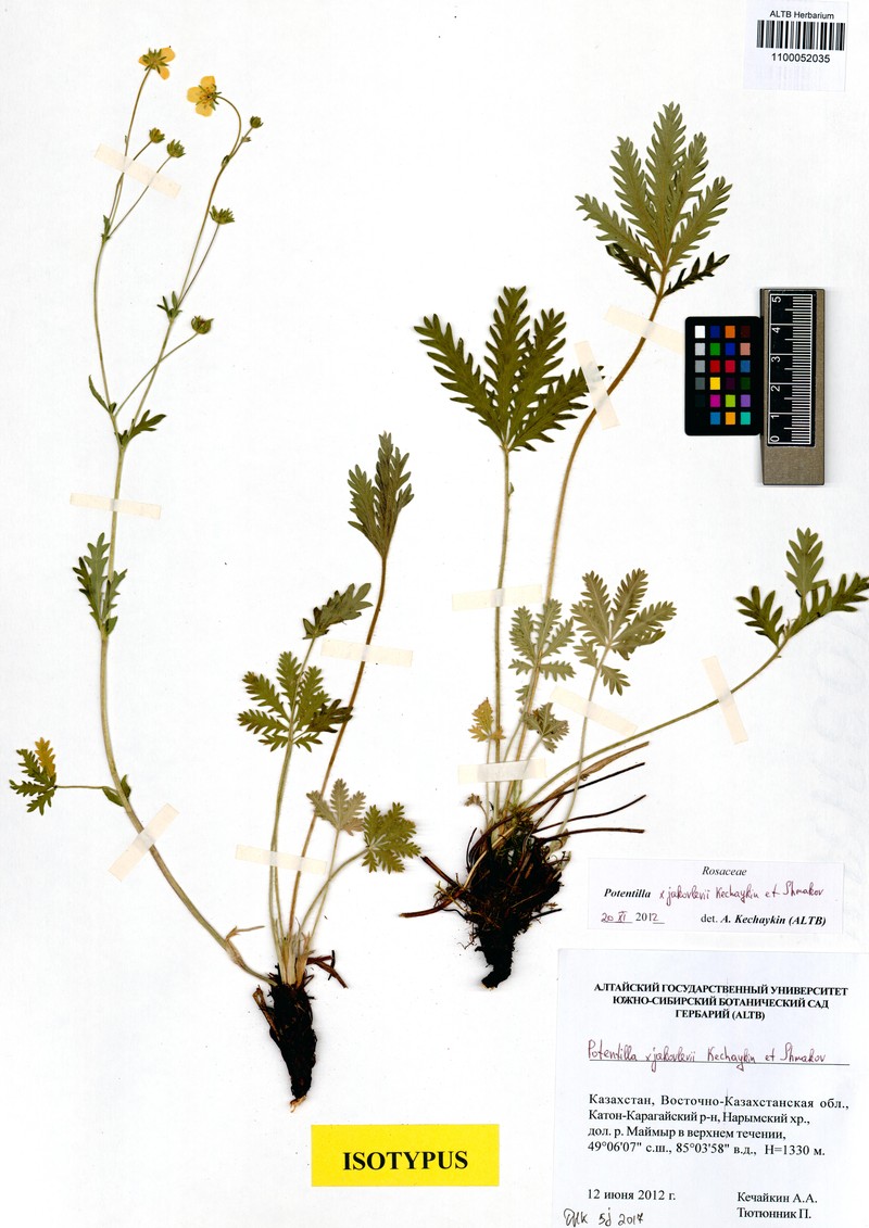 Potentilla × jakovlevii photo 3