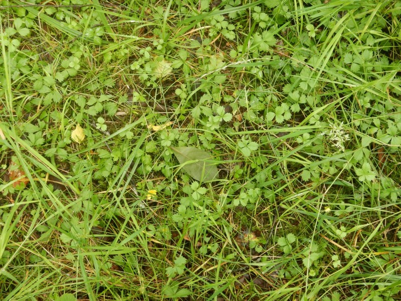 Potentilla × mixta photo 2
