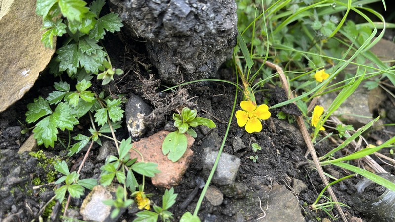 Potentilla × mixta photo 4
