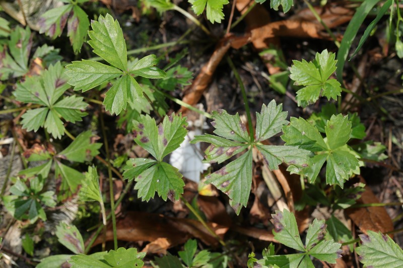 Potentilla × mixta photo 5