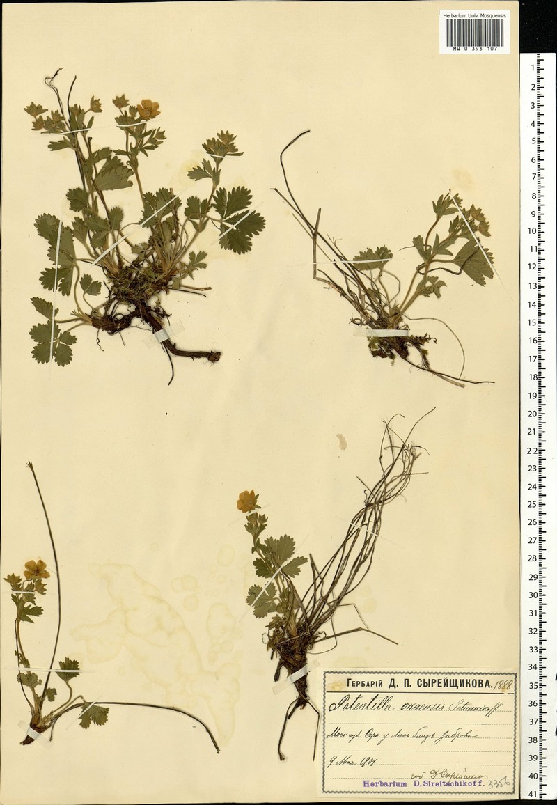 Potentilla × okensis