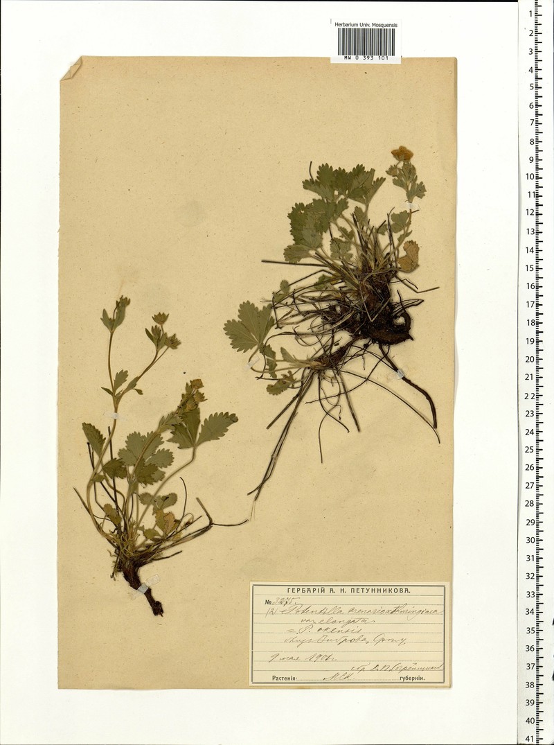 Potentilla × okensis photo 2