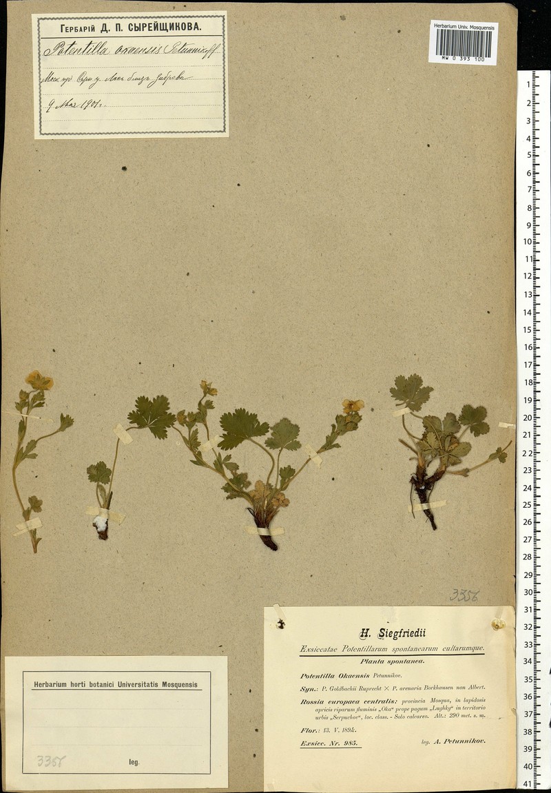 Potentilla × okensis photo 3