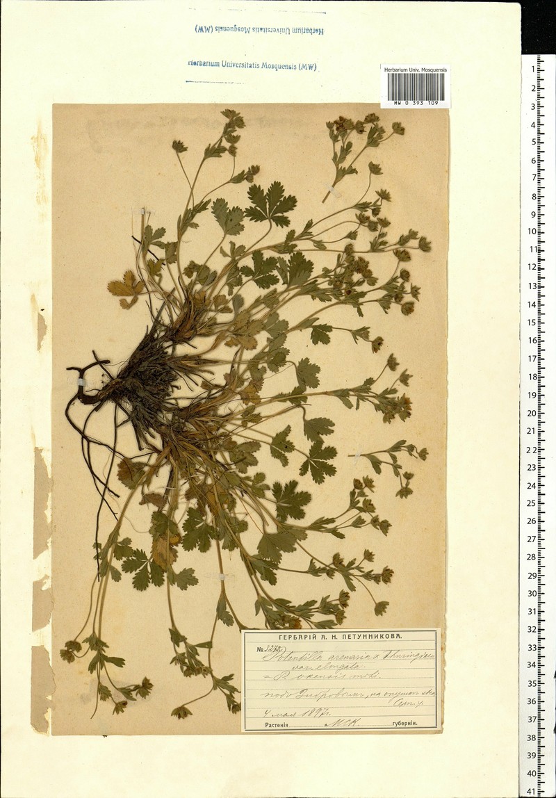 Potentilla × okensis photo 4