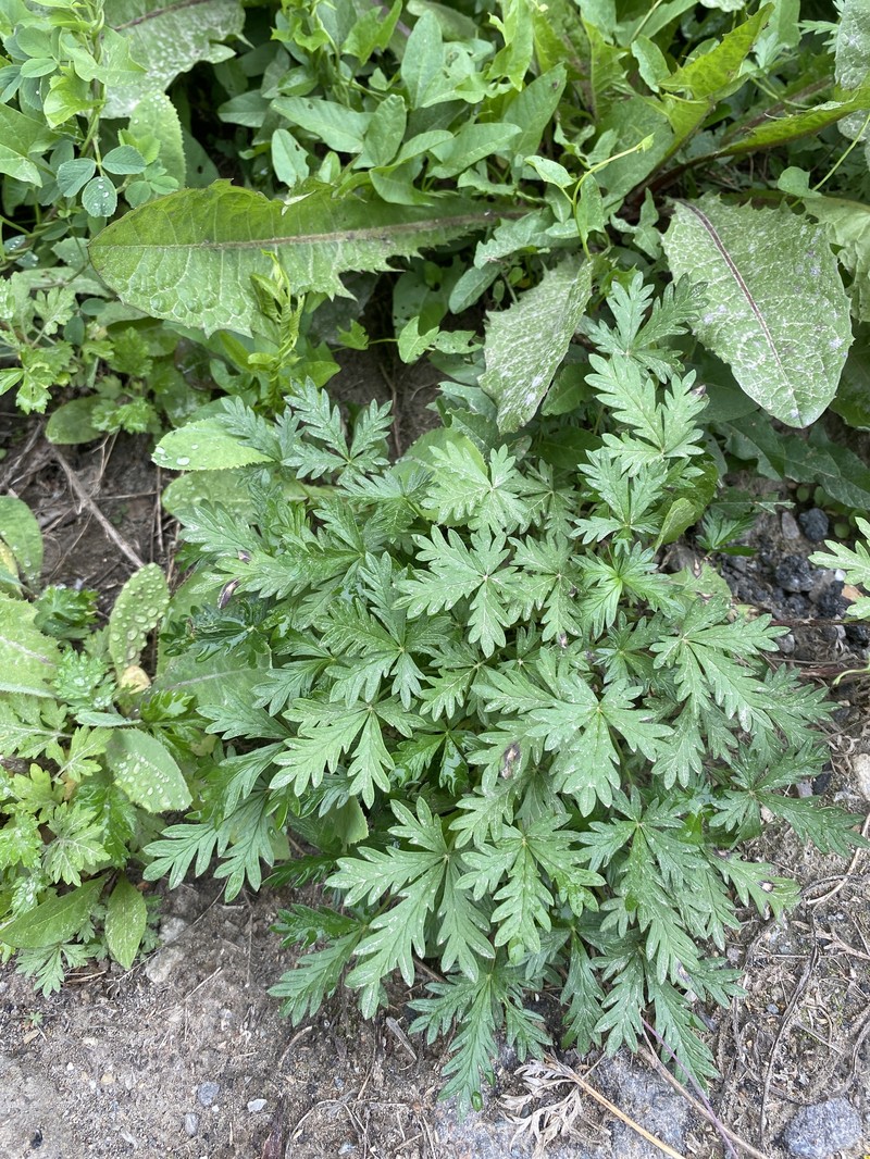 Potentilla × omissa