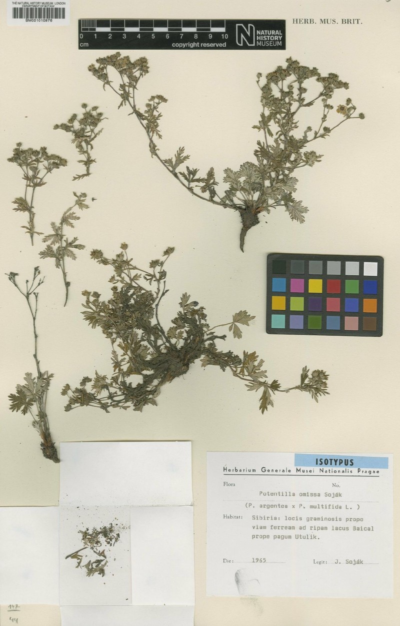 Potentilla × omissa photo 2