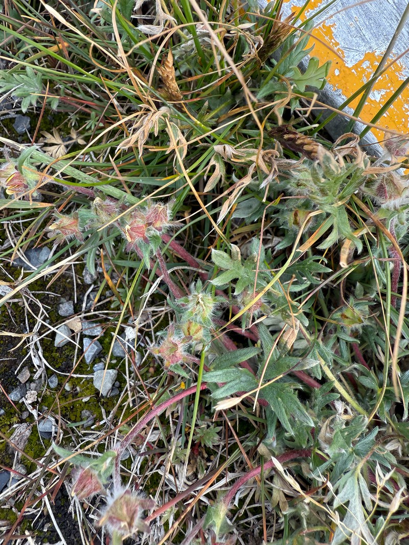 Potentilla × pedersenii