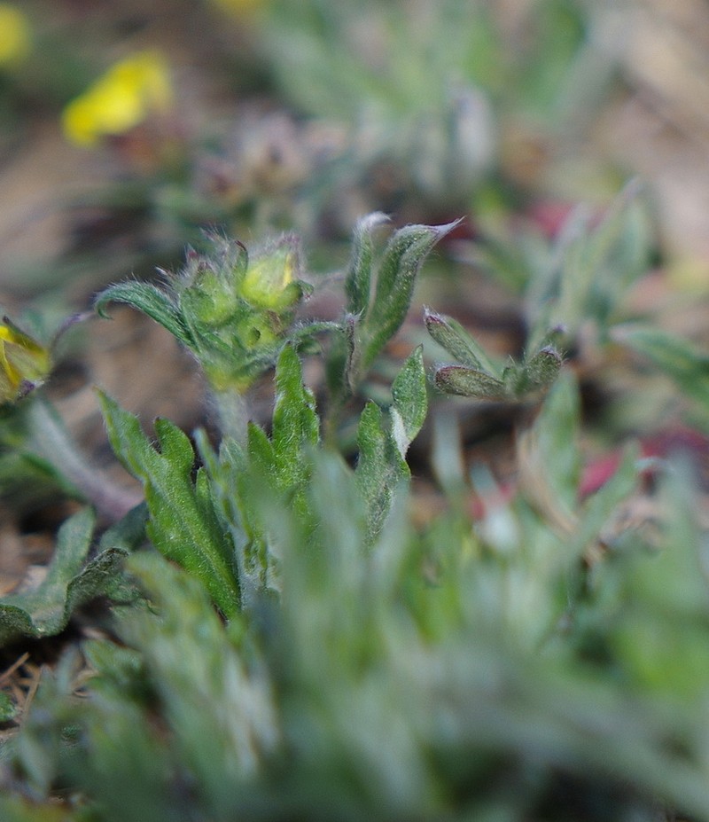 Potentilla × pedersenii photo 2
