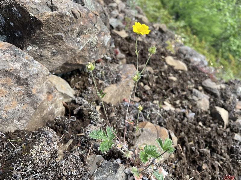 Potentilla × prostrata