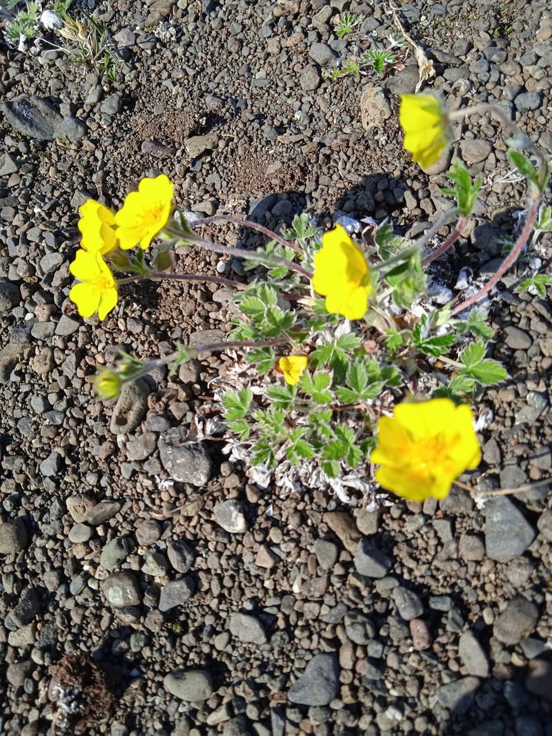 Potentilla × prostrata photo 2