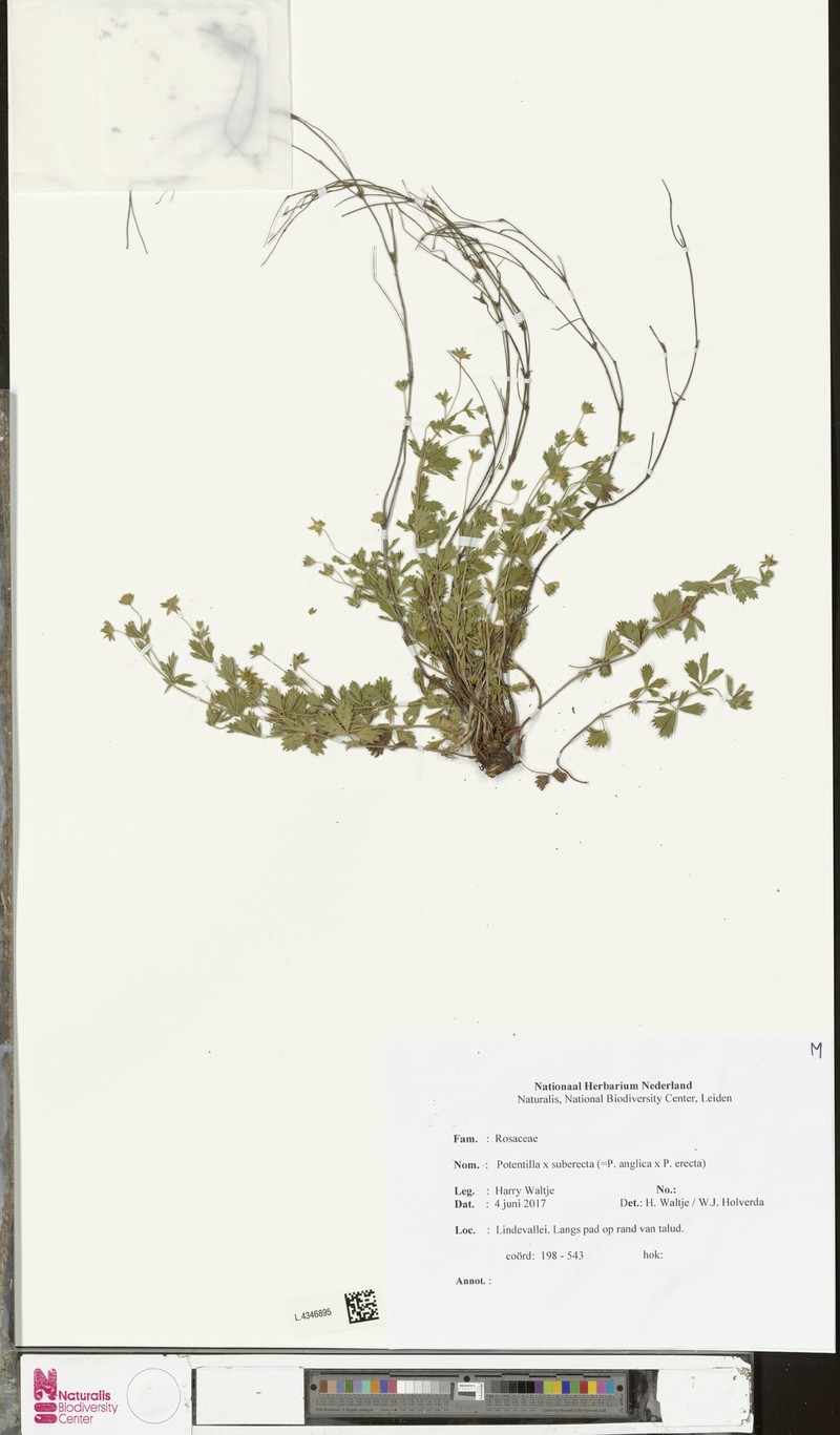 Potentilla × suberecta photo 2