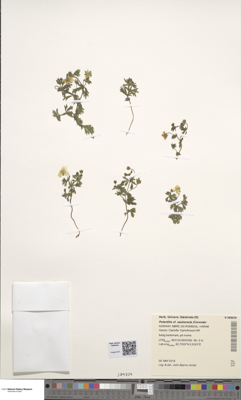 Potentilla × suberecta photo 3