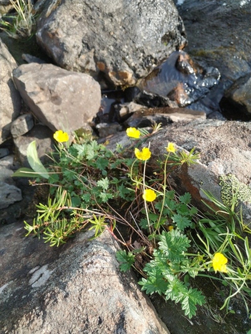 Potentilla × tikhomirovii