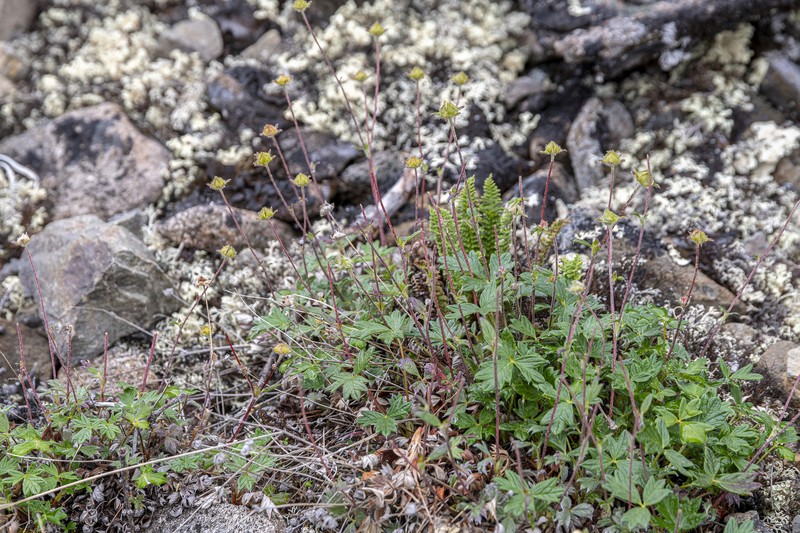 Potentilla × tikhomirovii photo 2