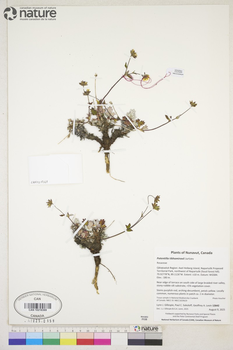 Potentilla × tikhomirovii photo 4