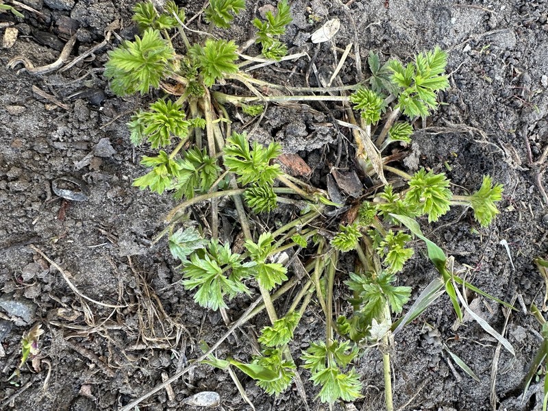 Potentilla × tobolensis