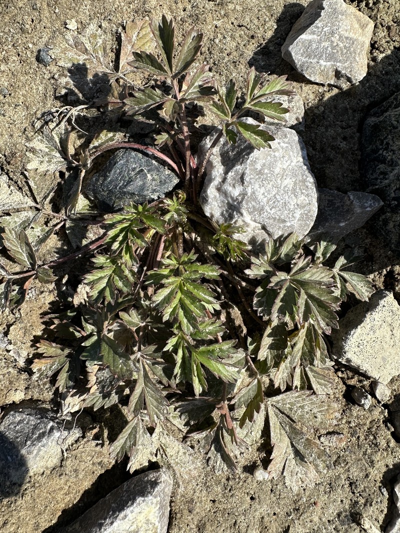 Potentilla × tobolensis photo 2