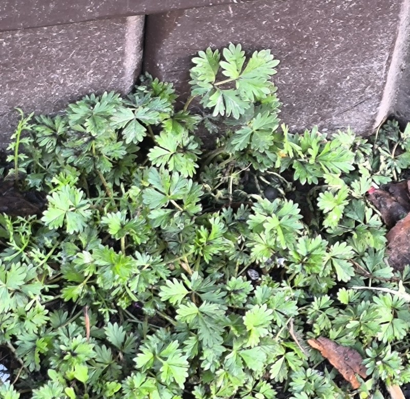 Potentilla × tobolensis photo 3
