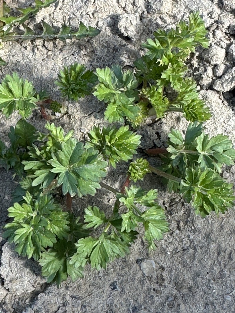 Potentilla × tobolensis photo 4