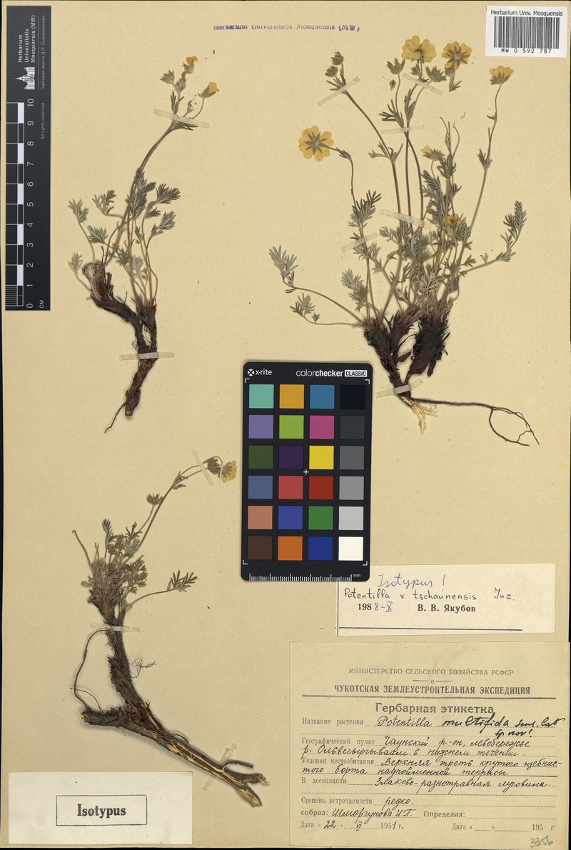 Potentilla × tschaunensis