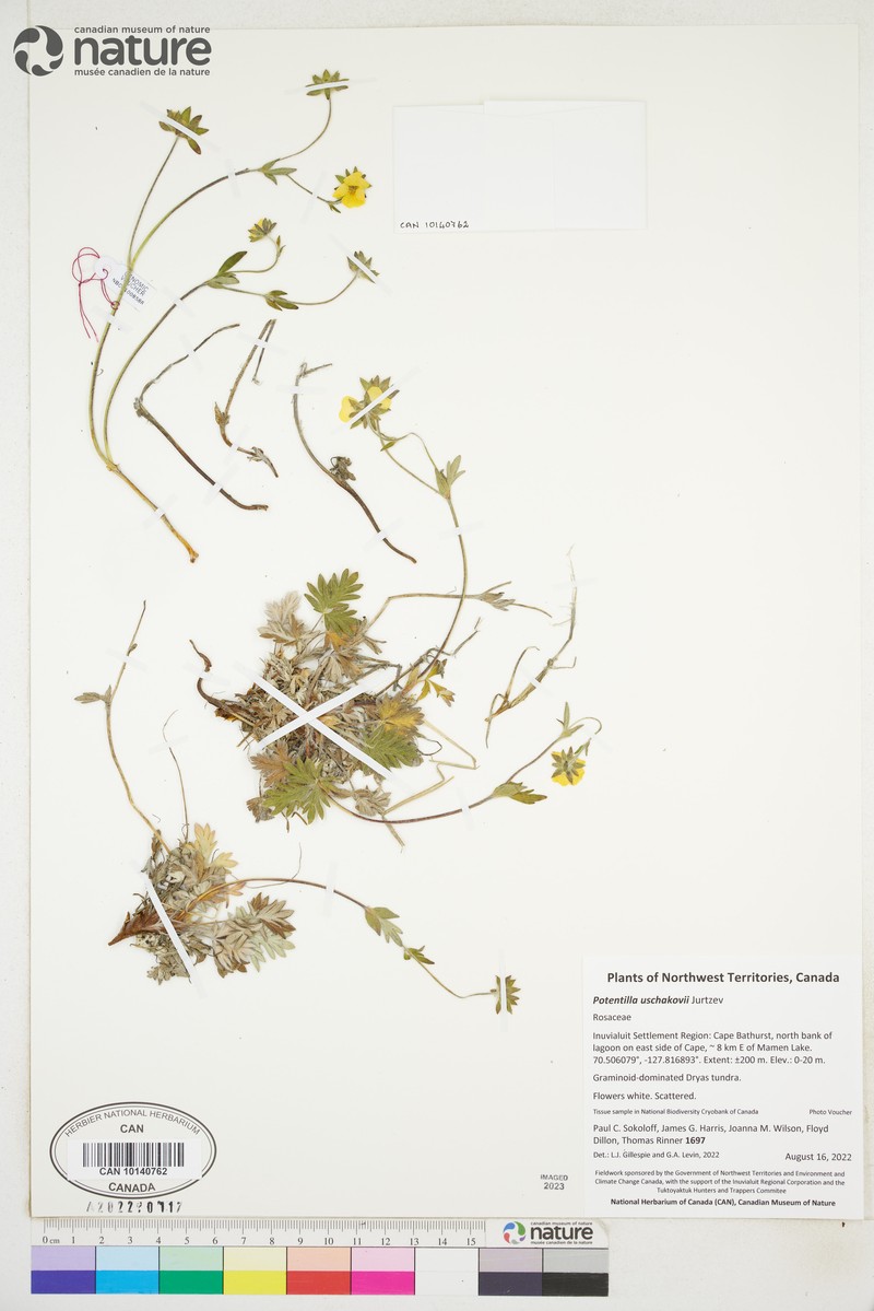 Potentilla × uschakovii