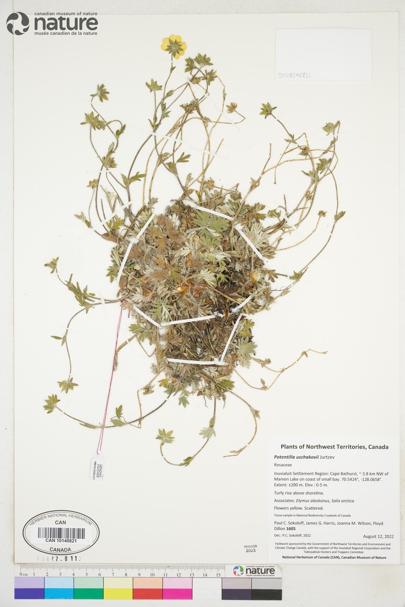 Potentilla × uschakovii photo 2