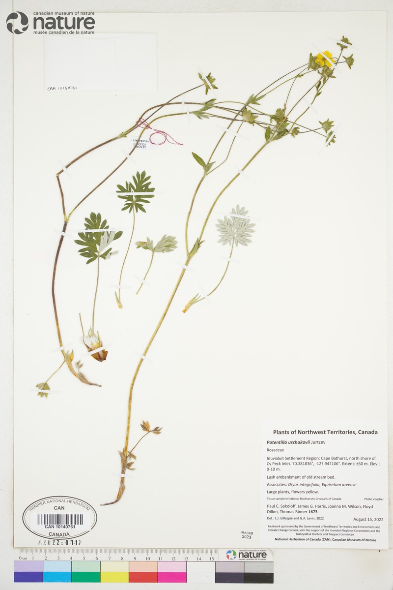 Potentilla × uschakovii photo 3