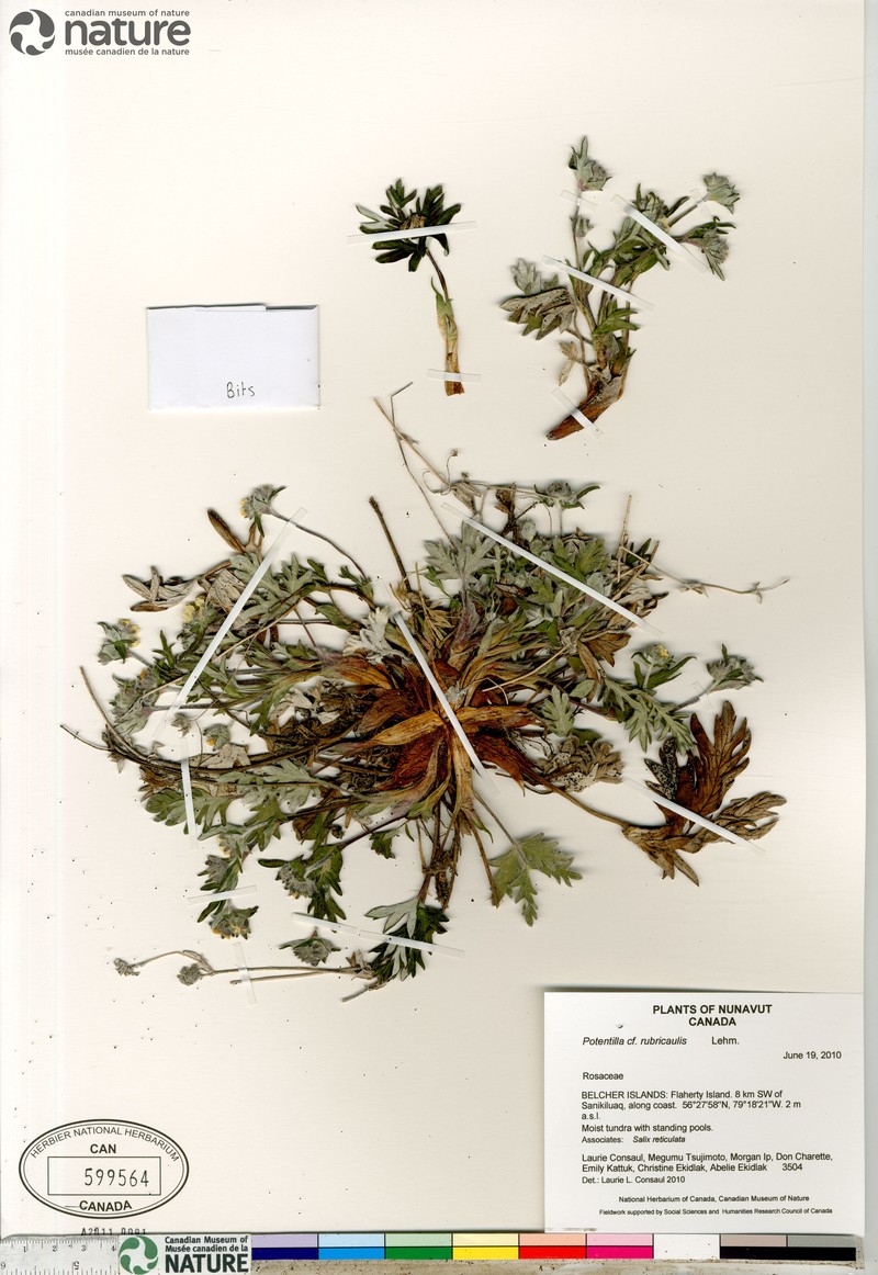 Potentilla × uschakovii photo 4