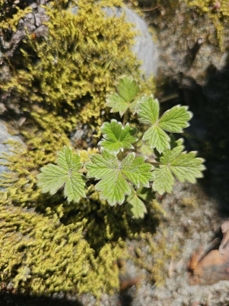 Potentilla × villosula