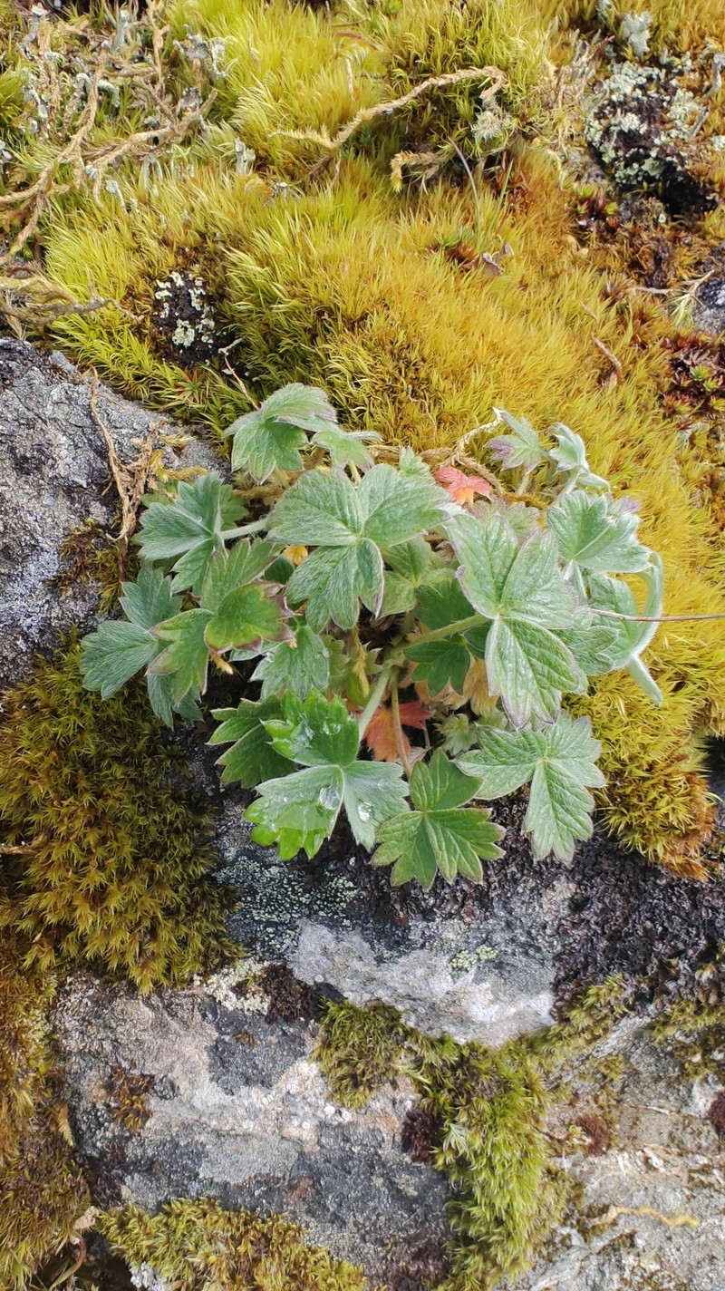 Potentilla × villosula photo 2