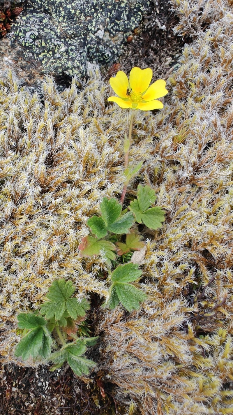 Potentilla × villosula photo 3
