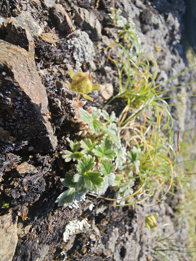 Potentilla × villosula photo 4