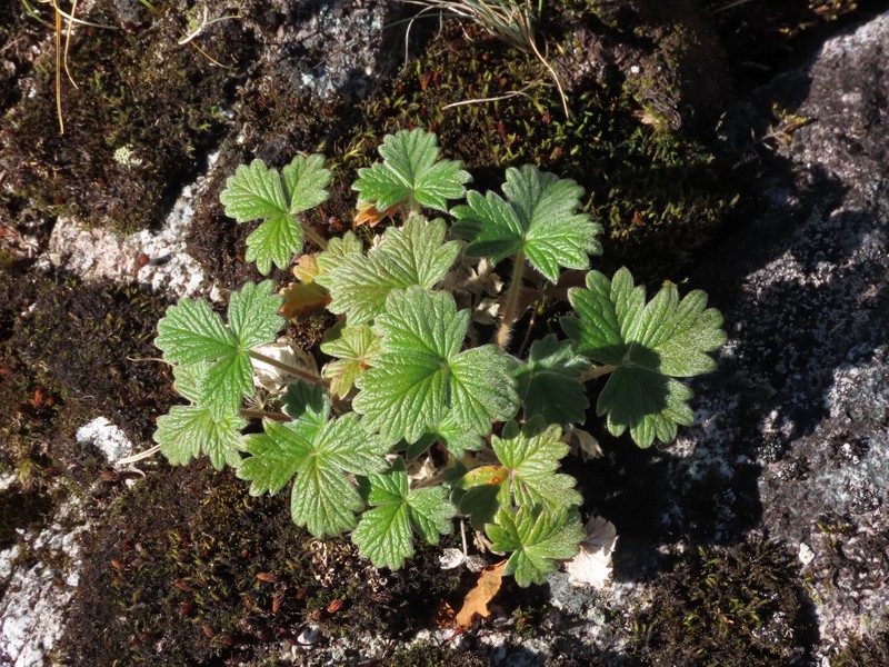 Potentilla × villosula photo 5