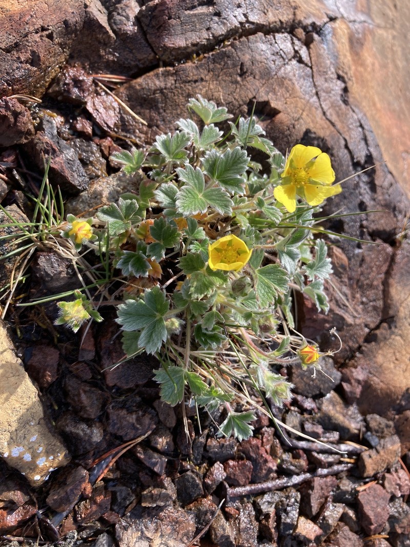 Potentilla × villosula photo 6