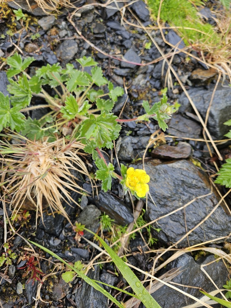 Potentilla × villosula photo 7