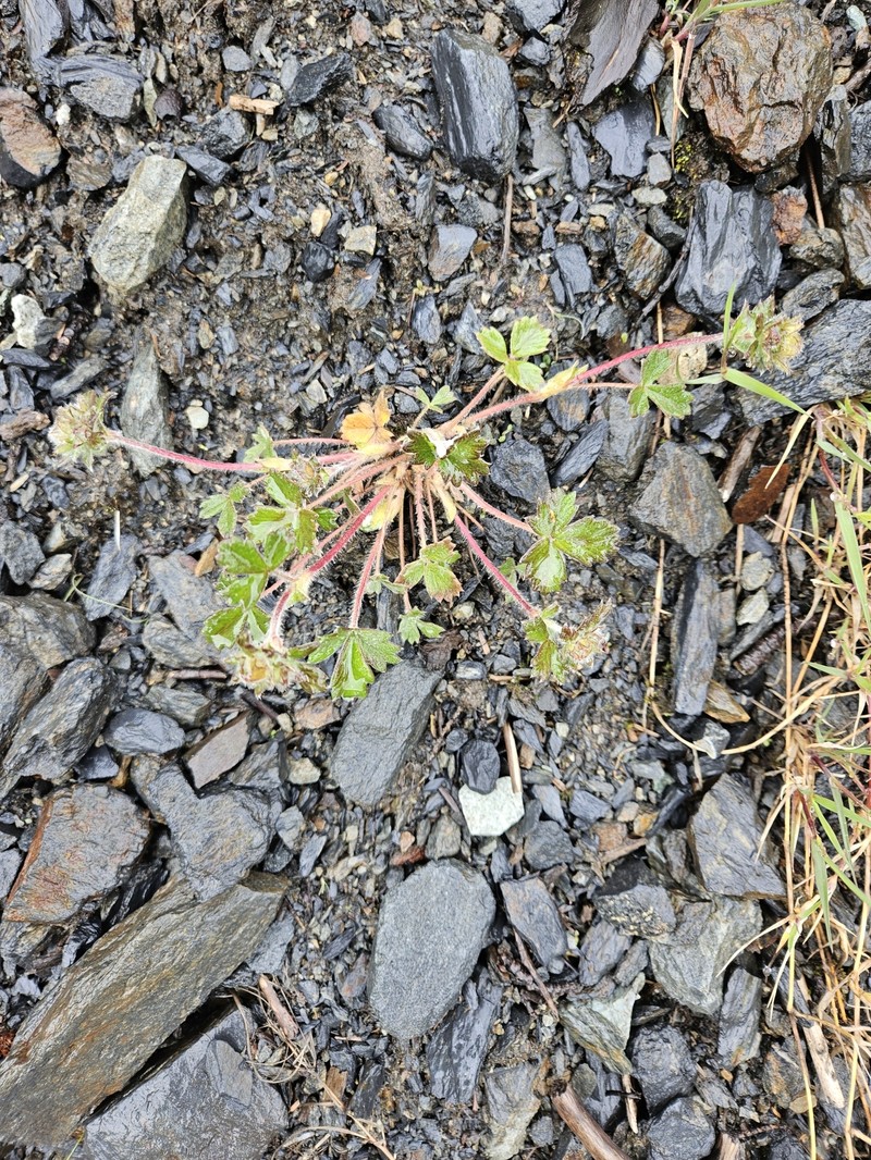 Potentilla × villosula photo 8