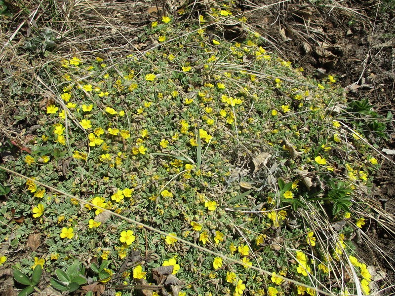 Potentilla acaulis
